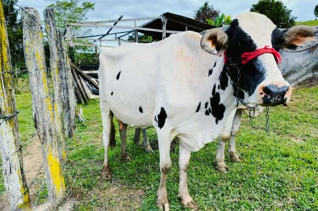 Camacã: Prefeitura lança Programa Vaca Leiteira com acompanhamento gratuito de Veterinário